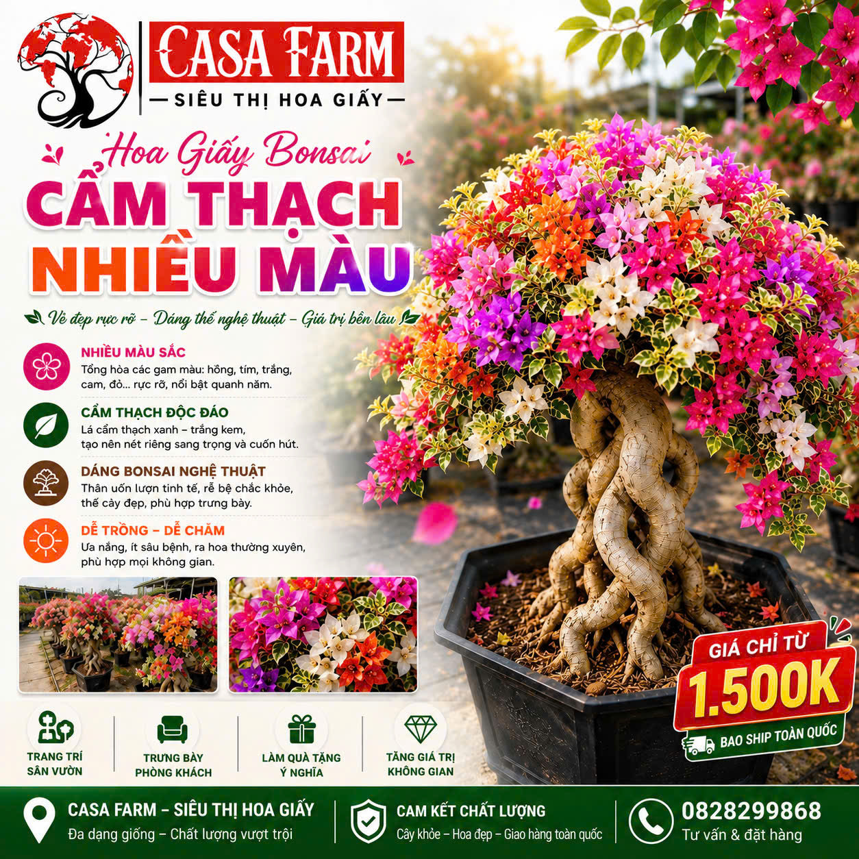 Hoa Giấy Cẩm Thạch Nhiều Màu Bonsai - Dễ Chăm - Gốc Bonsai - Ưa Nắng - Màu Sắc Rực Rỡ