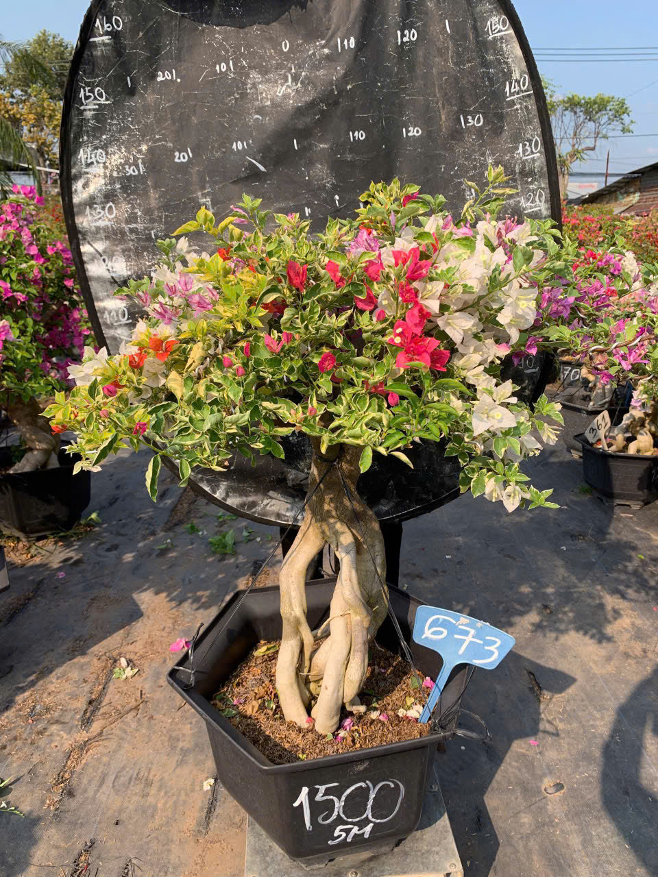 Hoa Giấy Cẩm Thạch Nhiều Màu Bonsai - Dễ Chăm - Gốc Bonsai - Ưa Nắng - Màu Sắc Rực Rỡ