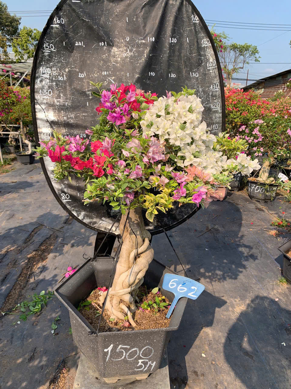 Hoa Giấy Cẩm Thạch Nhiều Màu Bonsai - Dễ Chăm - Gốc Bonsai - Ưa Nắng - Màu Sắc Rực Rỡ