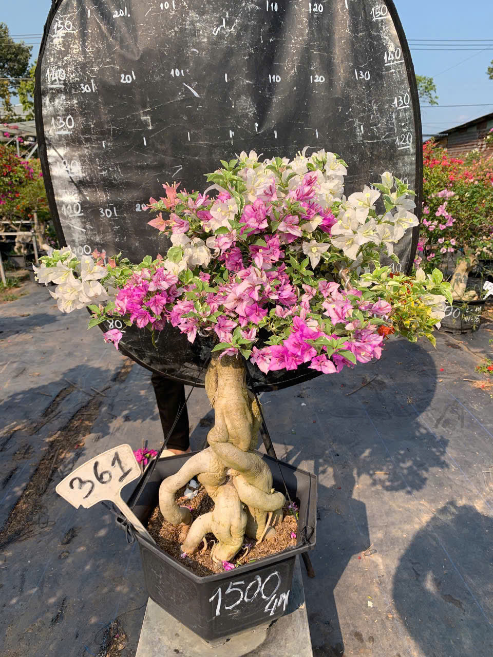 Hoa Giấy Cẩm Thạch Nhiều Màu Bonsai - Dễ Chăm - Gốc Bonsai - Ưa Nắng - Màu Sắc Rực Rỡ