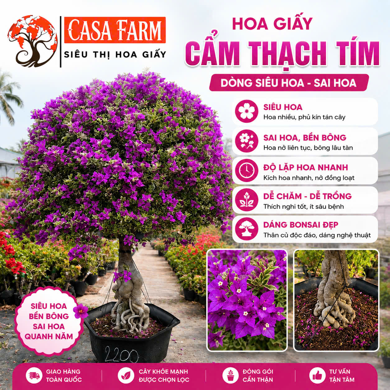 Hoa Giấy Cẩm Thạch Tím Dù - Màu Tím Tinh Tế - Sai Hoa - Siêu Hoa - Trang Trí Khu Vườn