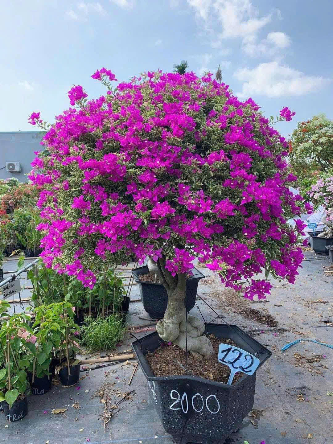 Hoa Giấy Cẩm Thạch Tím Dù - Màu Tím Tinh Tế - Sai Hoa - Siêu Hoa - Trang Trí Khu Vườn