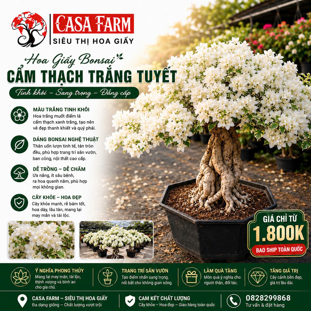 Hoa Giấy Cẩm Thạch Trắng Tuyết Bonsai - Dòng Ưa Nắng - Sai Hoa - Lá Cẩm Thạch