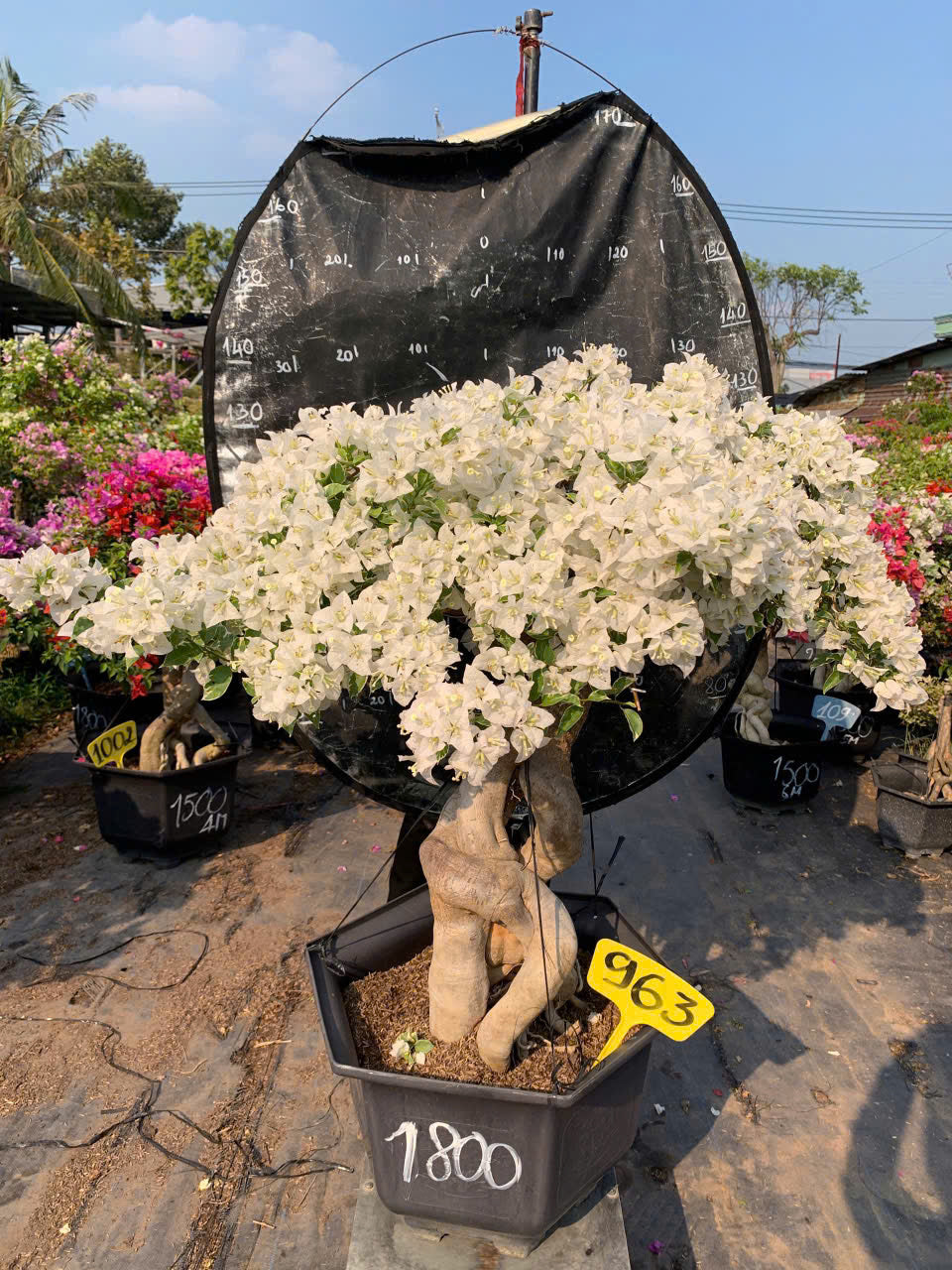 Hoa Giấy Cẩm Thạch Trắng Tuyết Bonsai - Dòng Ưa Nắng - Sai Hoa - Lá Cẩm Thạch
