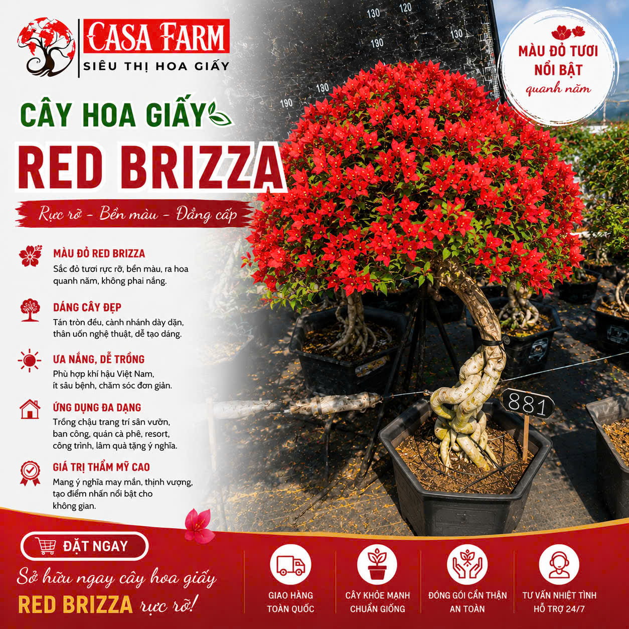 Hoa Giấy Đỏ Red Brizza Gốc Bonsai - Sai Hoa - Siêu Hoa - Bền Hoa - Ưa Nắng