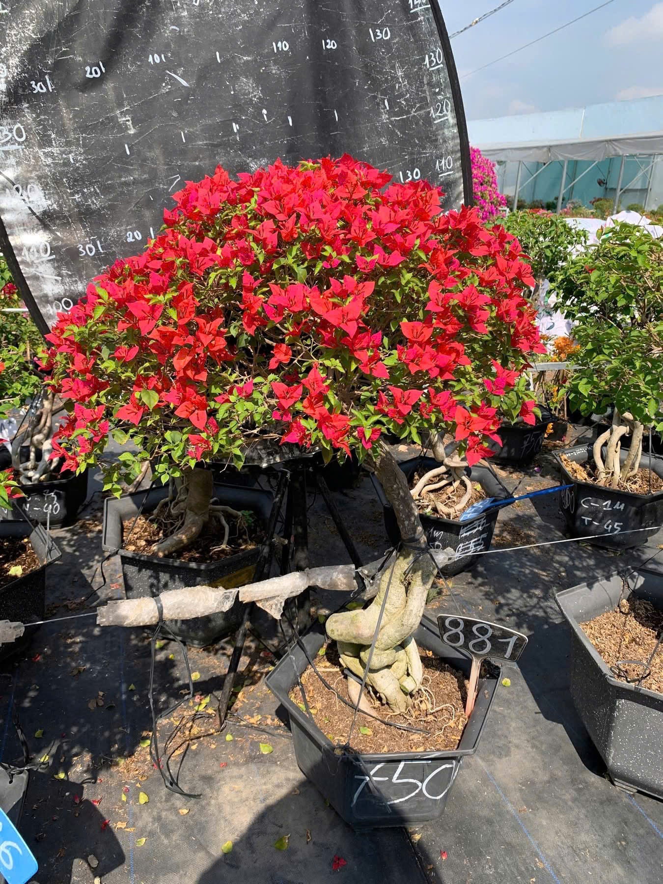 Hoa Giấy Đỏ Red Brizza Gốc Bonsai - Sai Hoa - Siêu Hoa - Bền Hoa - Ưa Nắng