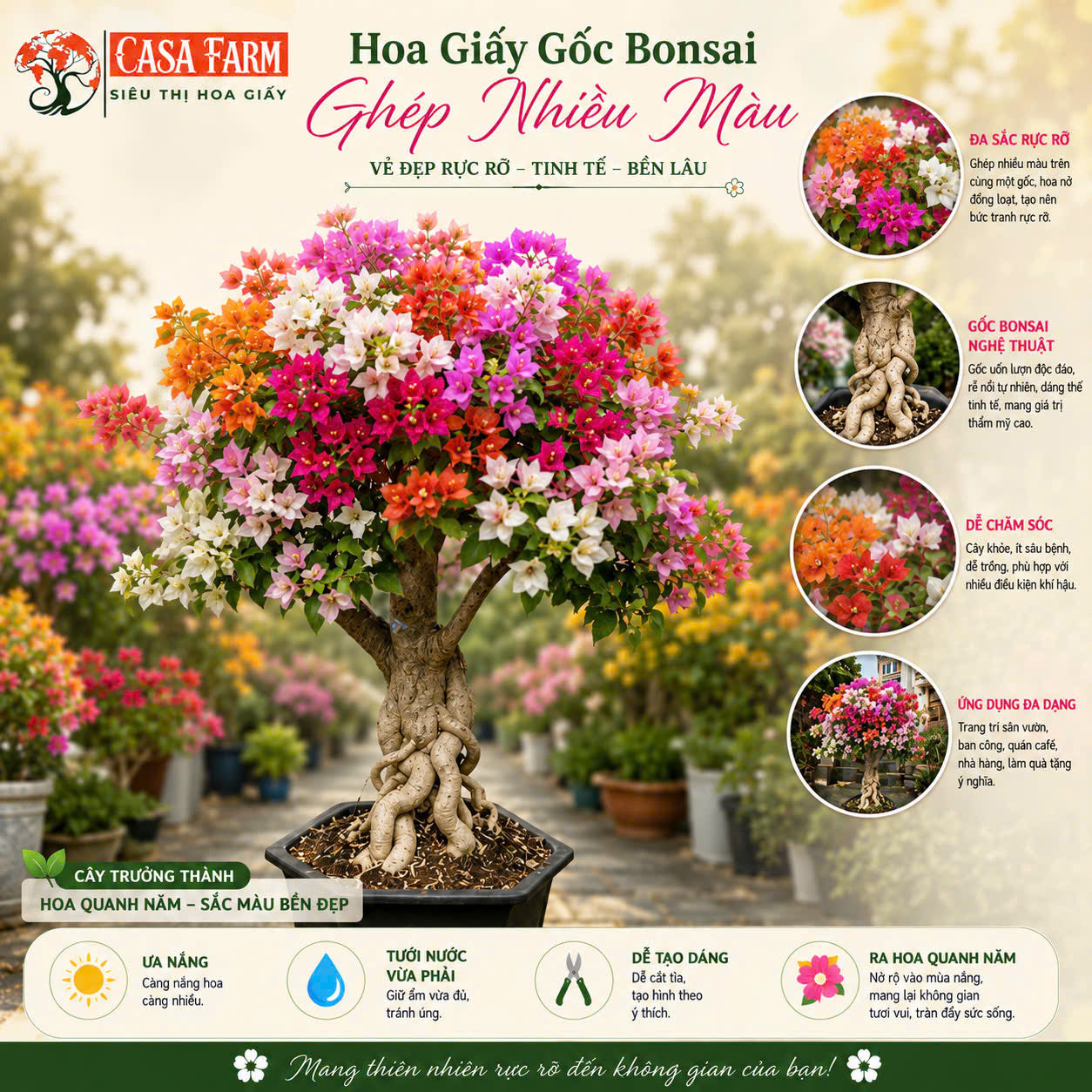 Cây Hoa Giấy Gốc Bonsai Ghép Nhiều Màu - Ưa Nắng - Dễ Chăm - Cây Khoẻ - Nhiều Màu