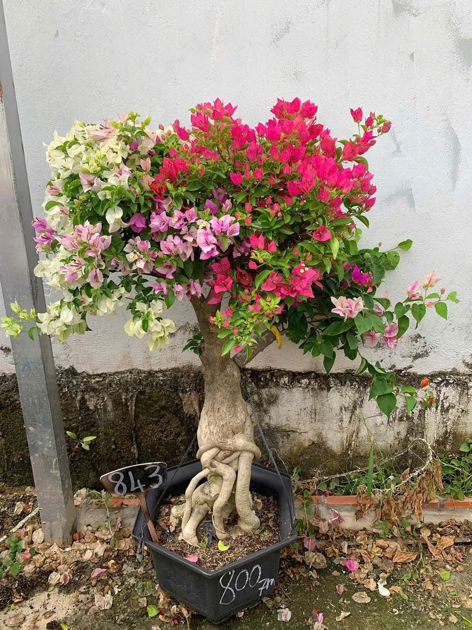 Cây Hoa Giấy Gốc Bonsai Ghép Nhiều Màu - Ưa Nắng - Dễ Chăm - Cây Khoẻ - Nhiều Màu