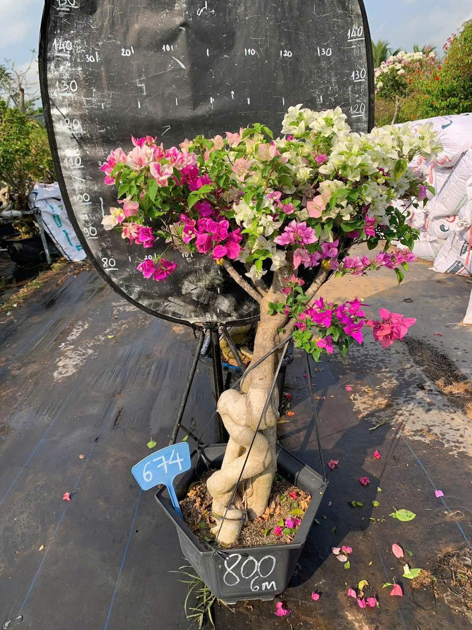 Cây Hoa Giấy Gốc Bonsai Ghép Nhiều Màu - Ưa Nắng - Dễ Chăm - Cây Khoẻ - Nhiều Màu