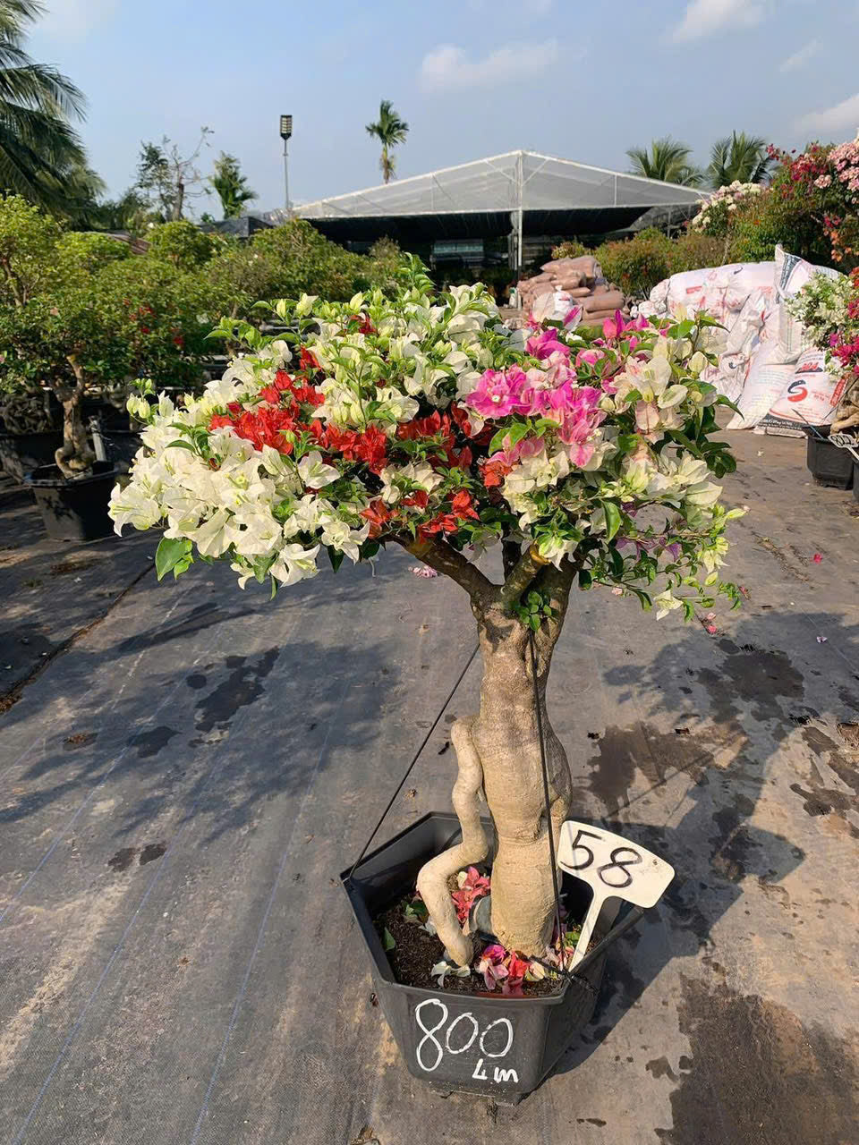 Cây Hoa Giấy Gốc Bonsai Ghép Nhiều Màu - Ưa Nắng - Dễ Chăm - Cây Khoẻ - Nhiều Màu