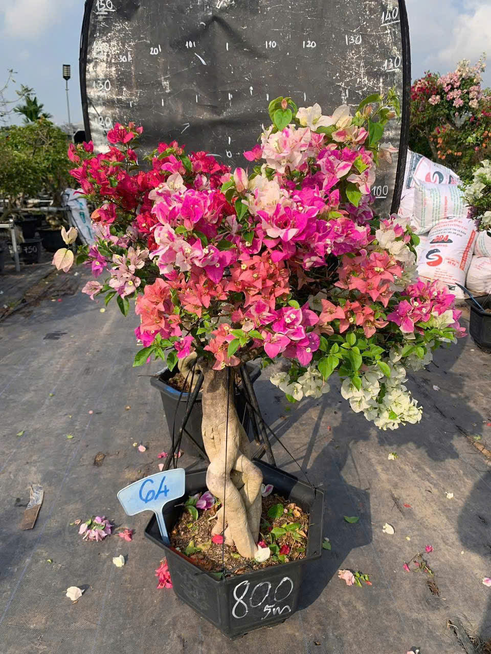 Cây Hoa Giấy Gốc Bonsai Ghép Nhiều Màu - Ưa Nắng - Dễ Chăm - Cây Khoẻ - Nhiều Màu