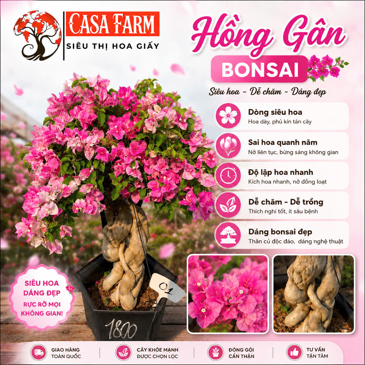 Cây Hoa Giấy Hồng Gân Bonsai - Dễ Chăm - Ưa Nắng - Sai Hoa - Siêu Hoa - Dáng Đẹp