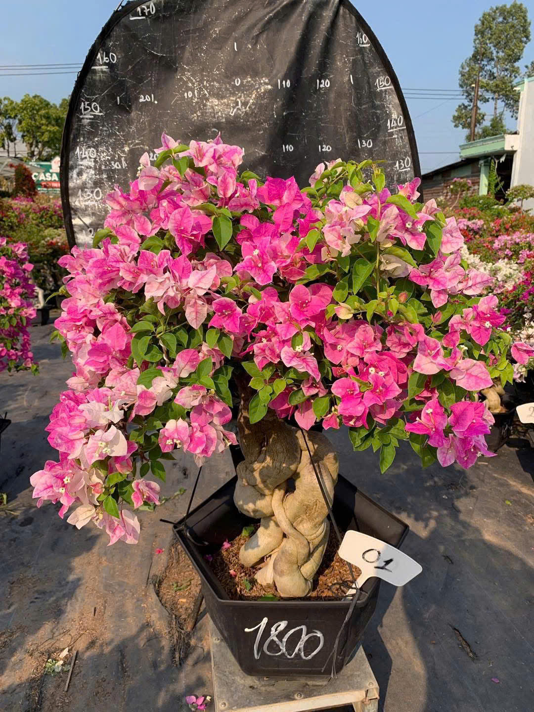 Cây Hoa Giấy Hồng Gân Bonsai - Dễ Chăm - Ưa Nắng - Sai Hoa - Siêu Hoa - Dáng Đẹp