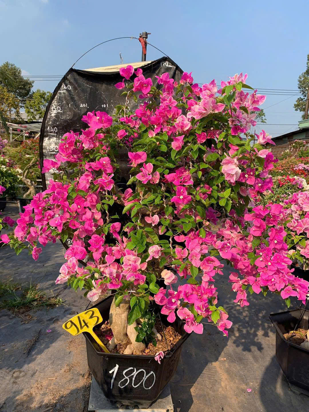 Cây Hoa Giấy Hồng Gân Bonsai - Dễ Chăm - Ưa Nắng - Sai Hoa - Siêu Hoa - Dáng Đẹp