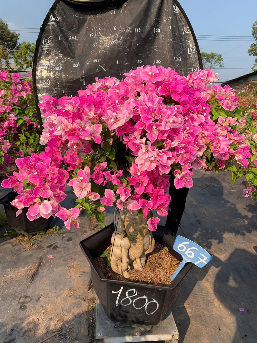 Cây Hoa Giấy Hồng Gân Bonsai - Dễ Chăm - Ưa Nắng - Sai Hoa - Siêu Hoa - Dáng Đẹp