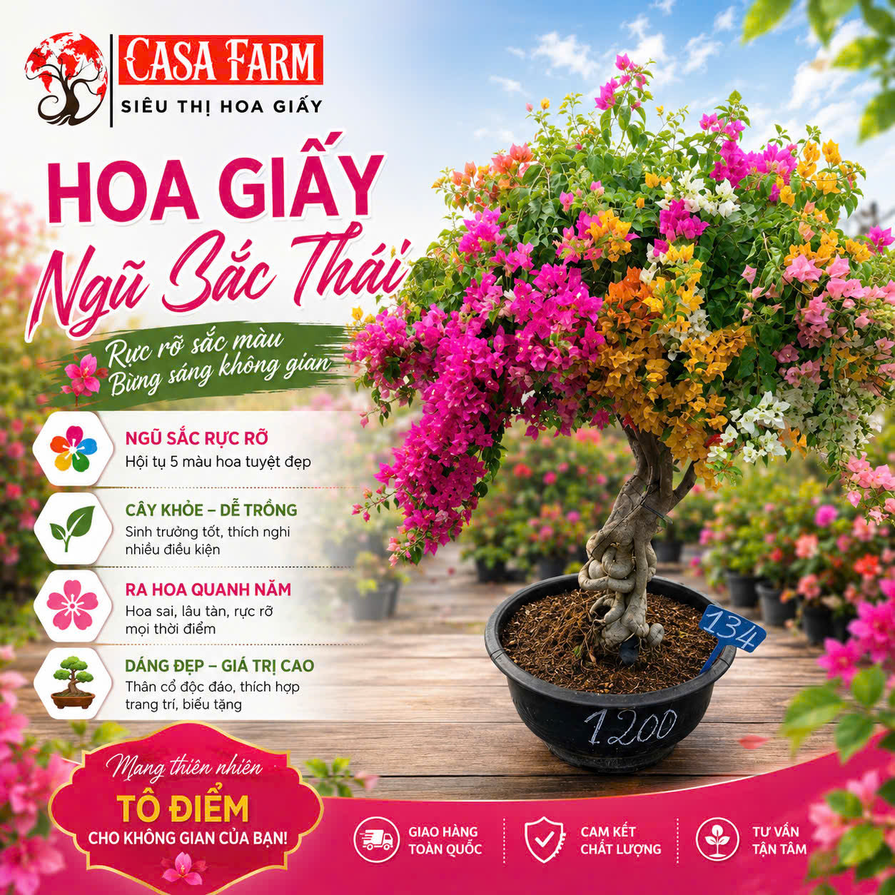 Hoa Giấy Ngũ Sắc Thái 5 Màu Rực Rỡ - Cây Khỏe - Bao Chuẩn Màu - Ưa Nắng - Dễ Chăm
