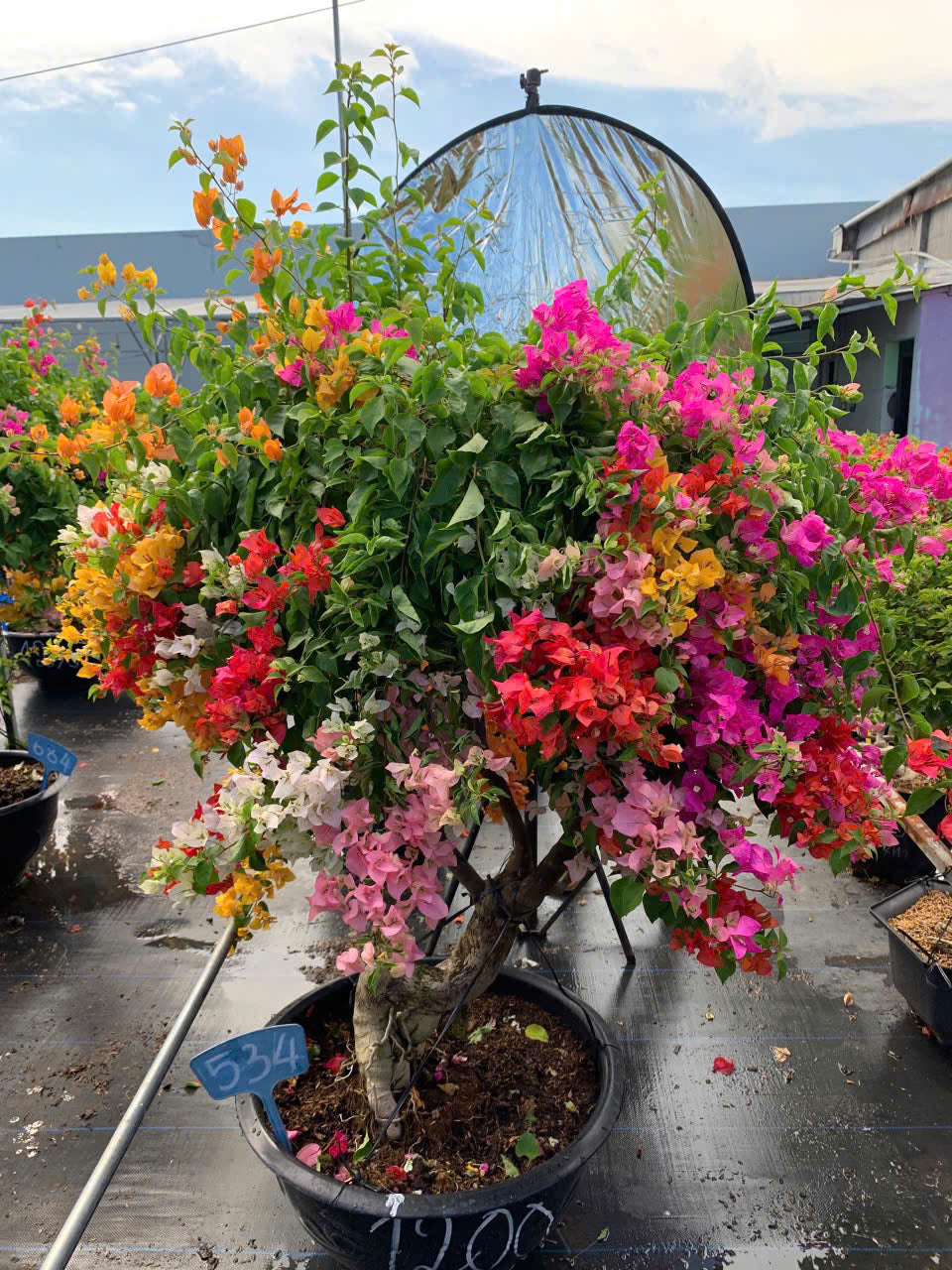 Hoa Giấy Ngũ Sắc Thái 5 Màu Rực Rỡ - Cây Khỏe - Bao Chuẩn Màu - Ưa Nắng - Dễ Chăm
