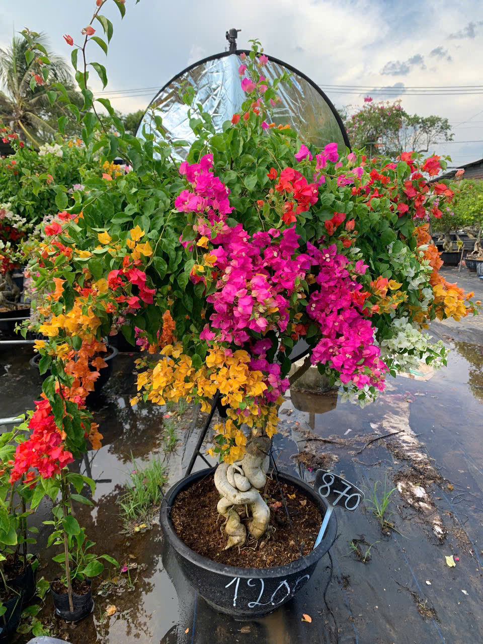 Hoa Giấy Ngũ Sắc Thái 5 Màu Rực Rỡ - Cây Khỏe - Bao Chuẩn Màu - Ưa Nắng - Dễ Chăm