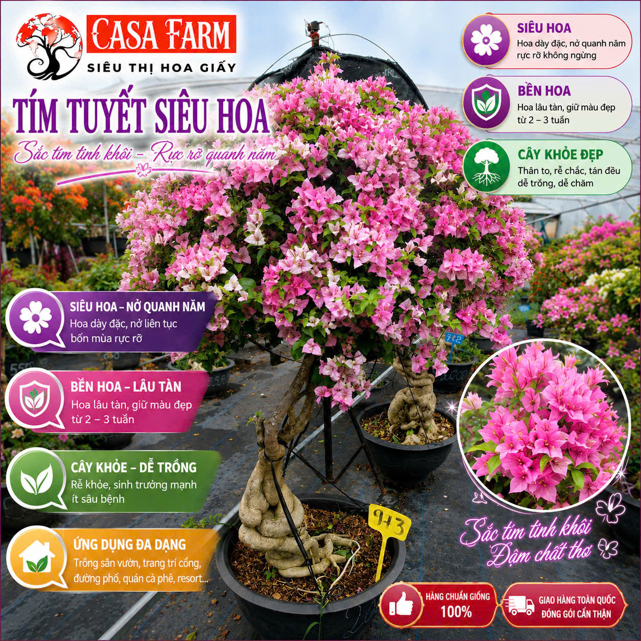 Hoa Giấy Tím Tuyết Gốc Bonsai VIP - Cây Khỏe - Dễ Chăm - Ưa Nắng - Thân Gỗ