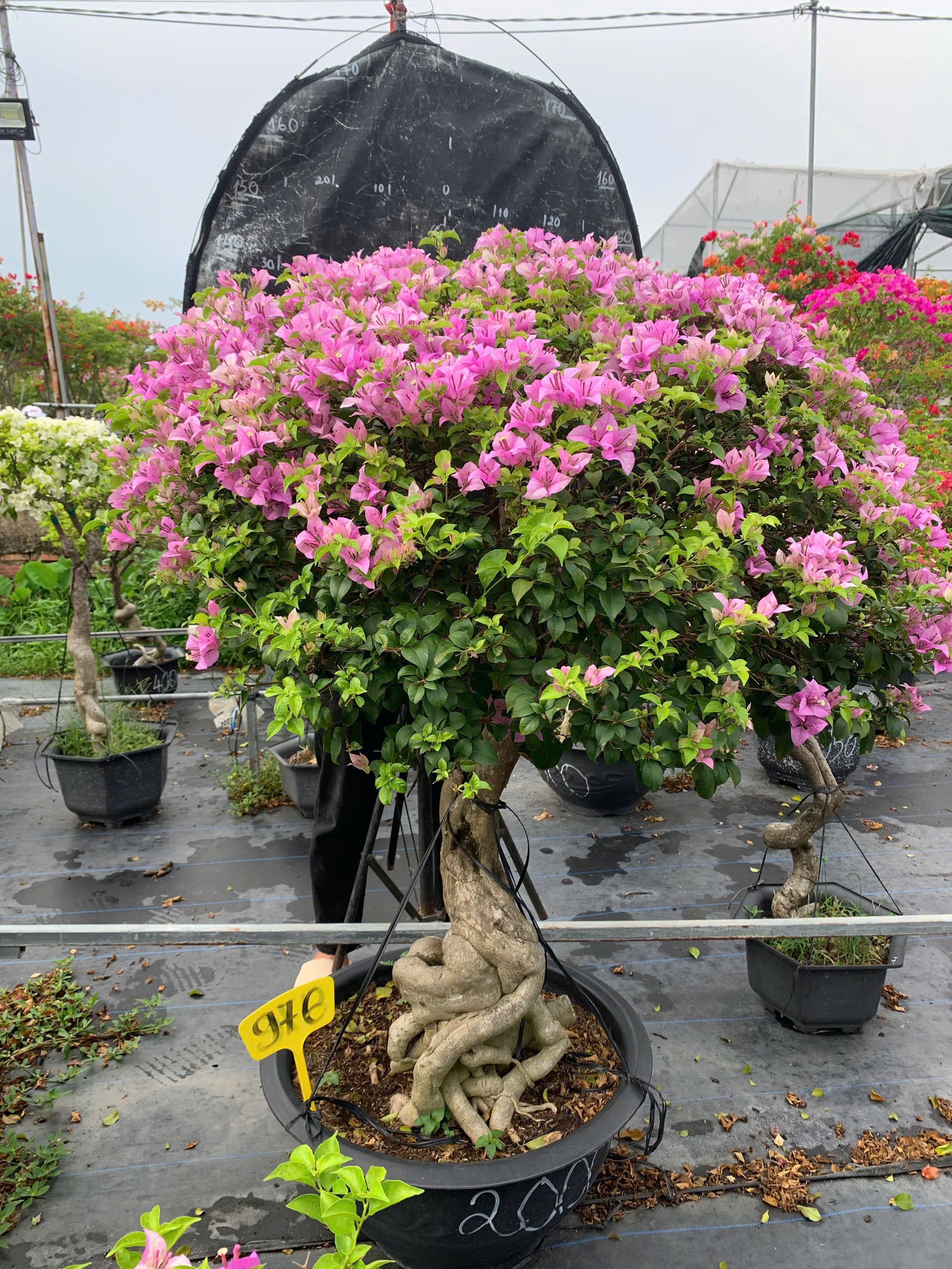 Hoa Giấy Tím Tuyết Gốc Bonsai VIP - Cây Khỏe - Dễ Chăm - Ưa Nắng - Thân Gỗ