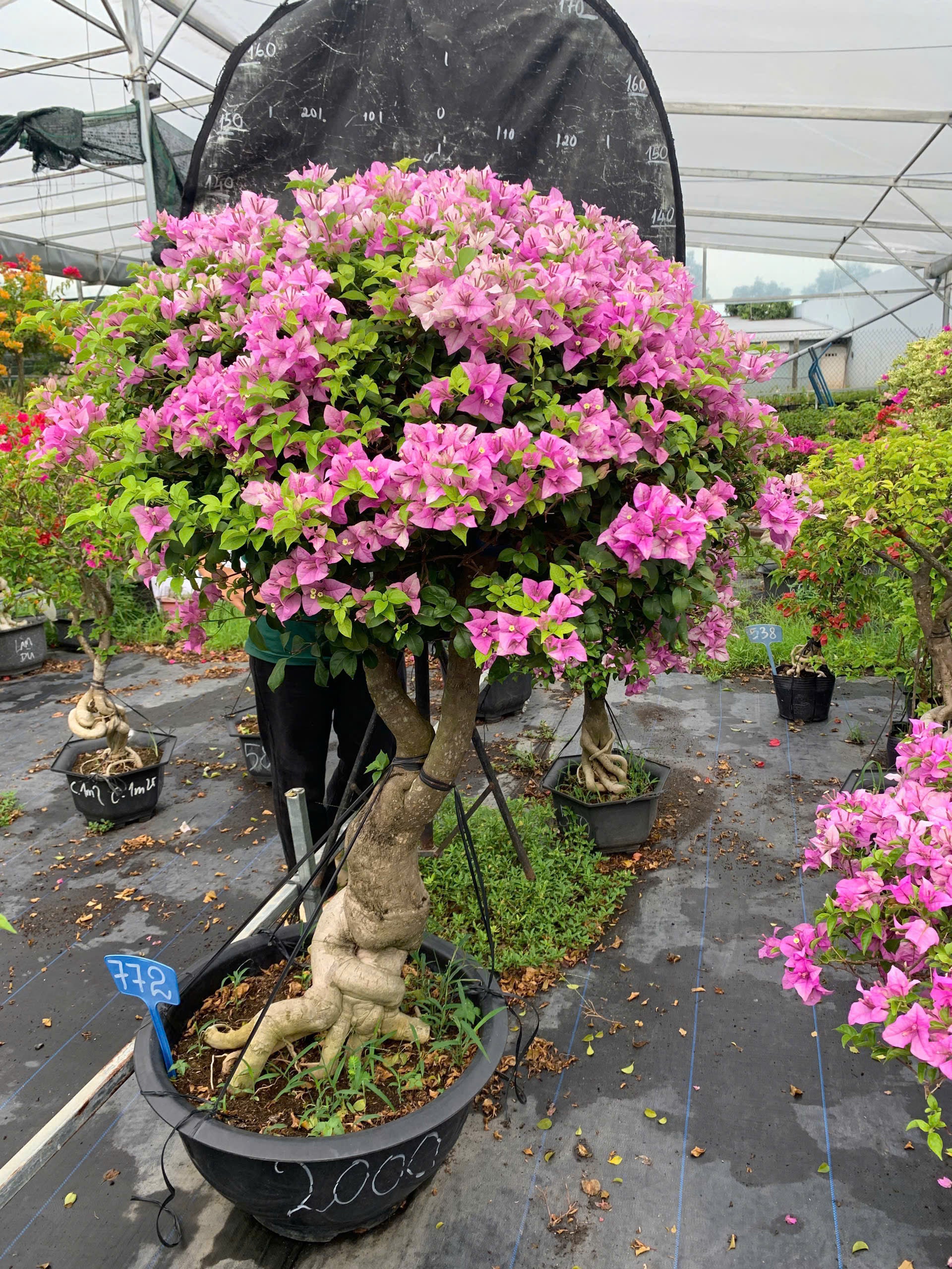 Hoa Giấy Tím Tuyết Gốc Bonsai VIP - Cây Khỏe - Dễ Chăm - Ưa Nắng - Thân Gỗ