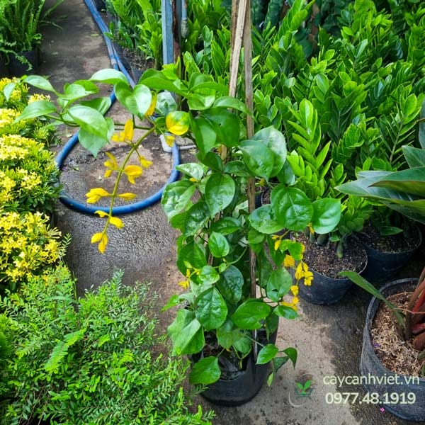 Cây Lan Hoàng Dương