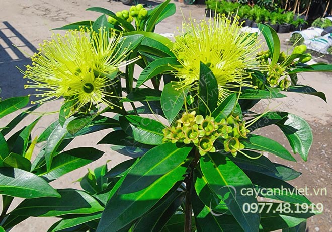 Cây Mai Thái Hoa Vàng
