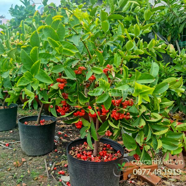 Cây Mận Hoàng Yến