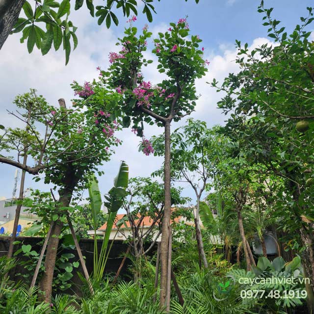 Cây Móng Bò Tím