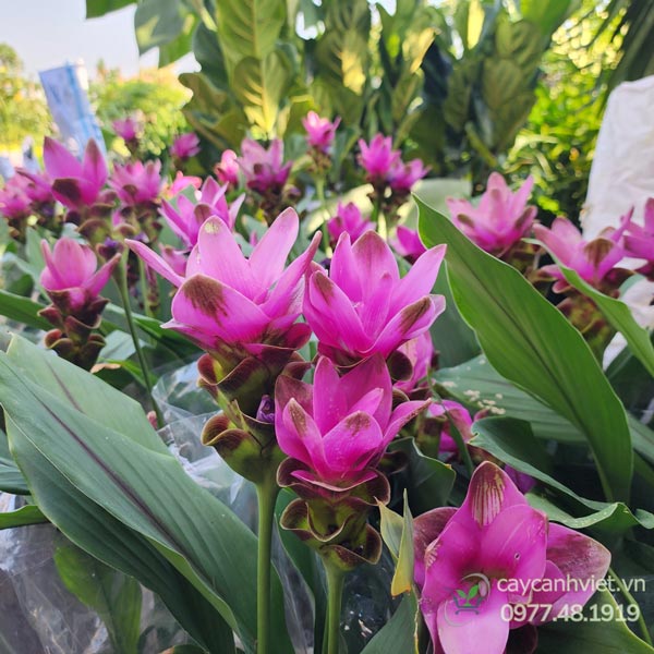 Cây Nghệ Lá Từ Cô