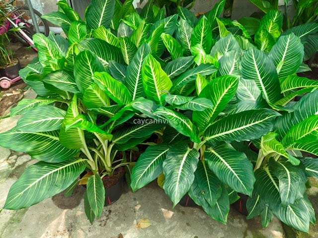 Cây Oai Hùng