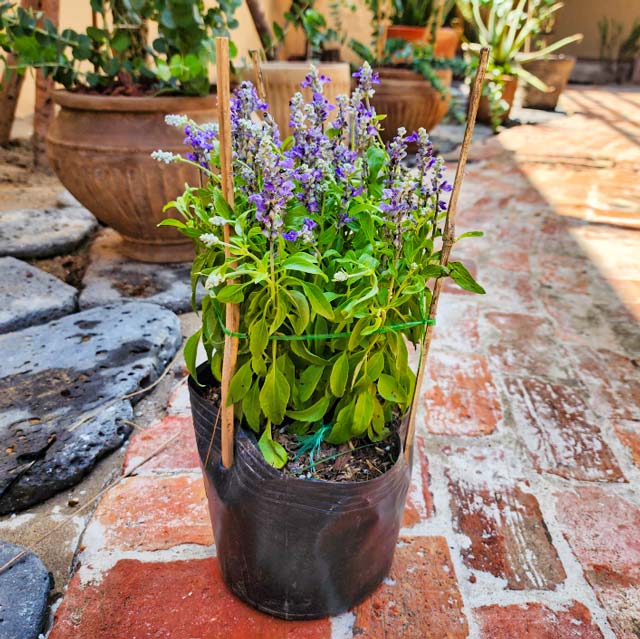 Cây Oải Hương (Lavender)
