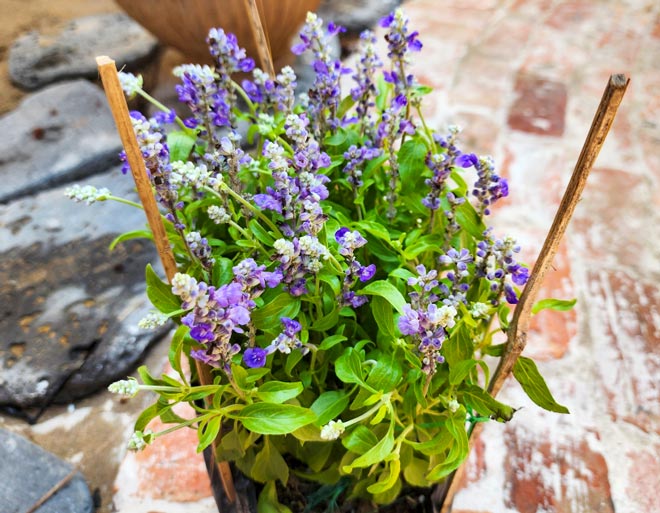 Cây Oải Hương (Lavender)