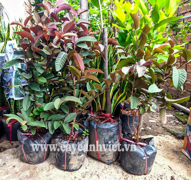 Cây Ổi Tím Malaysia