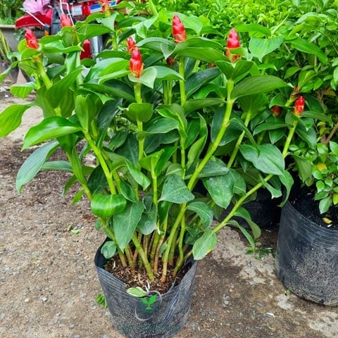 Cây Phúc Lộc Thọ