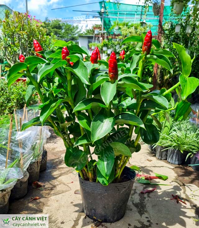 Cây Phúc Lộc Thọ