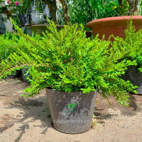 Cây Sơn Liễu Thái