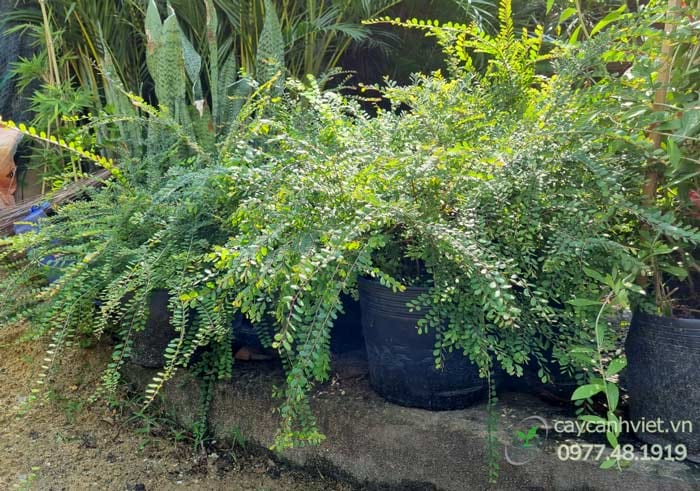 Cây Sơn Liễu Thái
