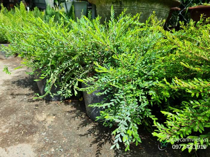 Cây Sơn Liễu Thái