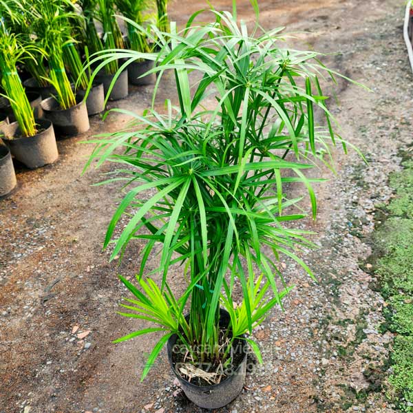 Cây Thủy Trúc
