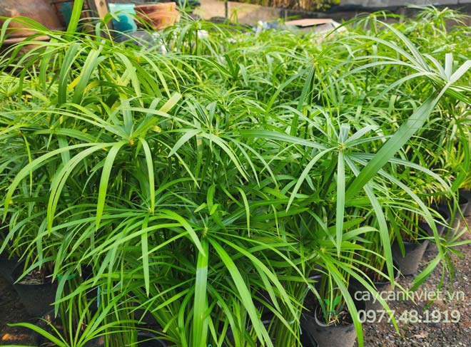 Cây Thủy Trúc
