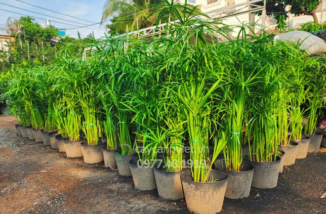 Cây Thủy Trúc