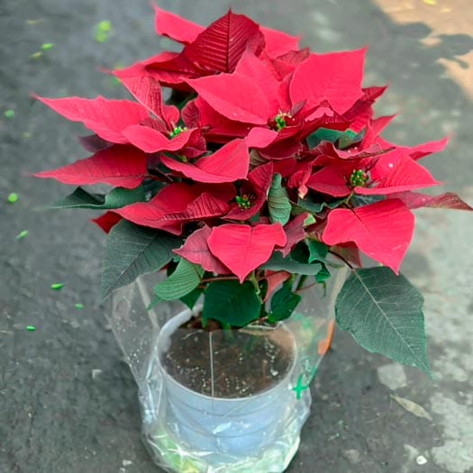 Cây Trạng Nguyên