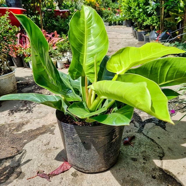 Cây Trầu Bà Đế Vương Vàng