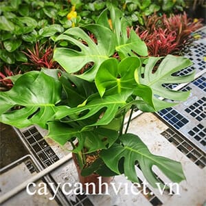 Cây Trầu Bà Lá Xẻ