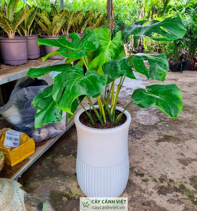 Cây Trầu Bà Lá Xẻ