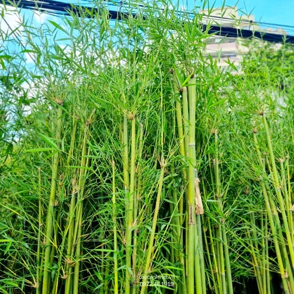 Cây Trúc Cần Câu