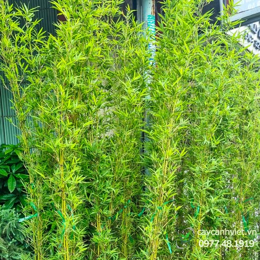  Cây Trúc Quân Tử  