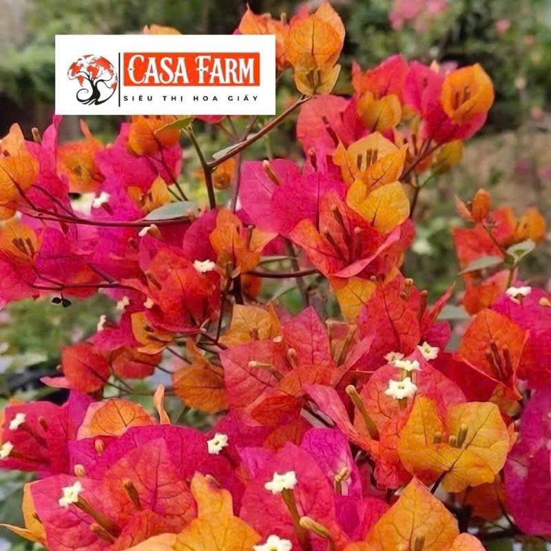 Cây Giống Hoa Giấy Adarna - Cây Khỏe - Bộ Rễ Tốt - Dễ Chăm - Ưa Nắng