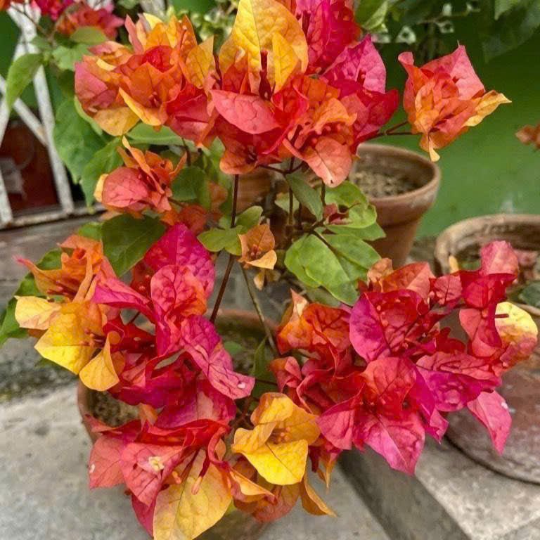 Cây Giống Hoa Giấy Adarna - Cây Khỏe - Bộ Rễ Tốt - Dễ Chăm - Ưa Nắng